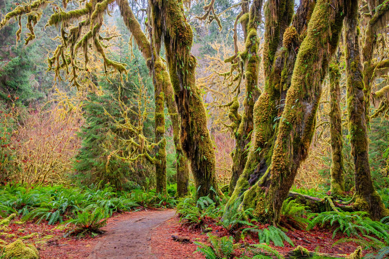 Moss draped trees in the Hoh Rainforest, Olympic National Park, Washington