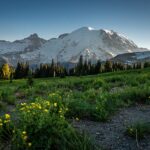 Mount Rainier rising above wildflower meadows at Paradise, Mount Rainier National Park, Washington