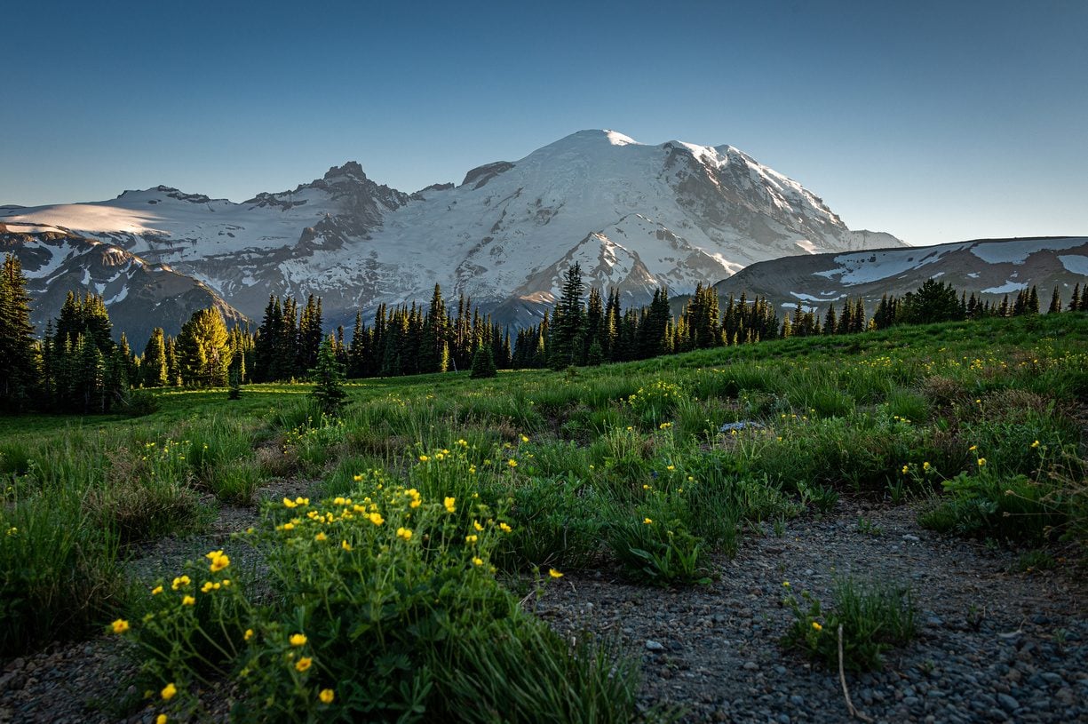 Mount Rainier rising above wildflower meadows at Paradise, Mount Rainier National Park, Washington