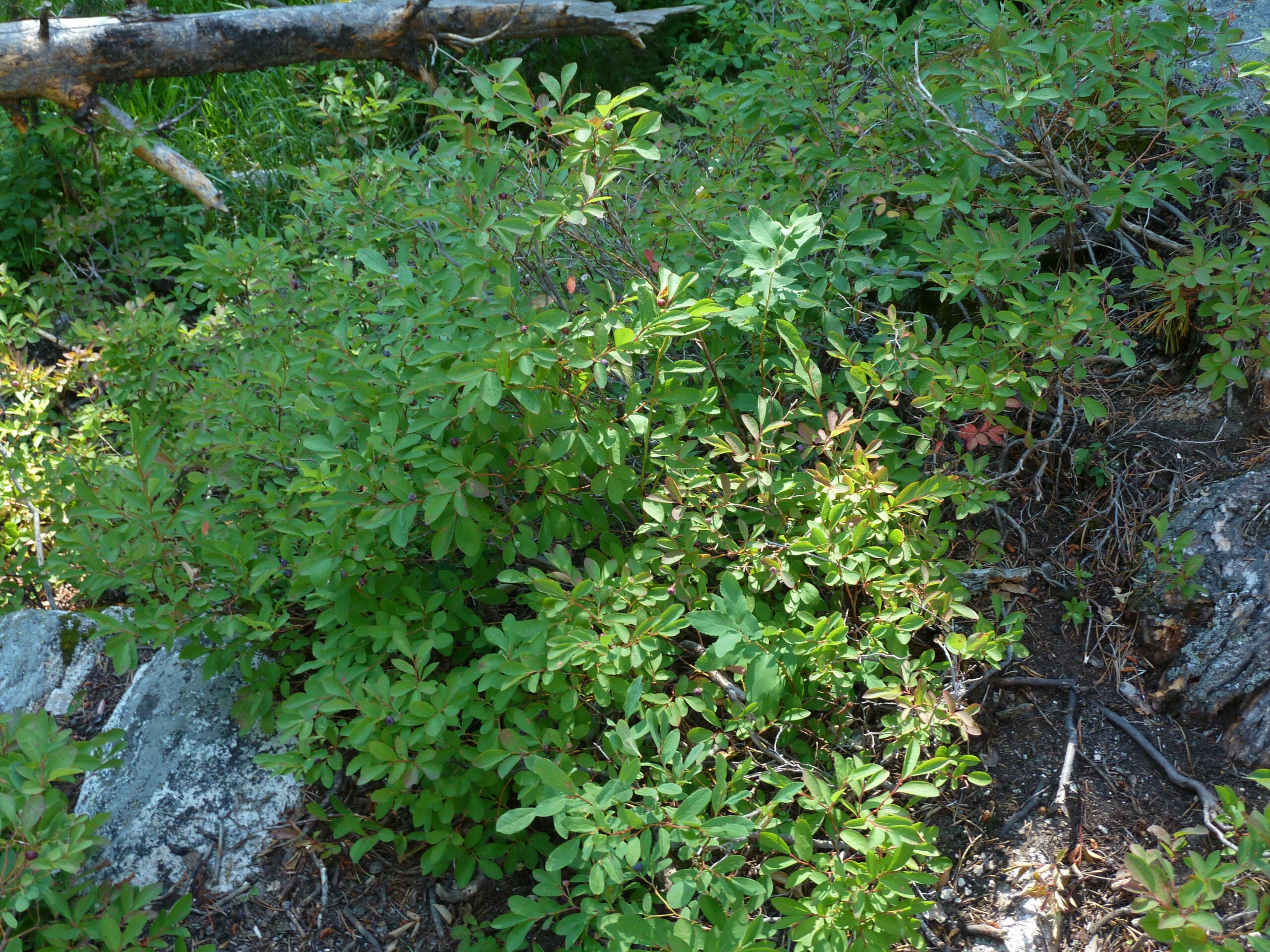 Wild mountain huckleberries ripening on the bush in the high country