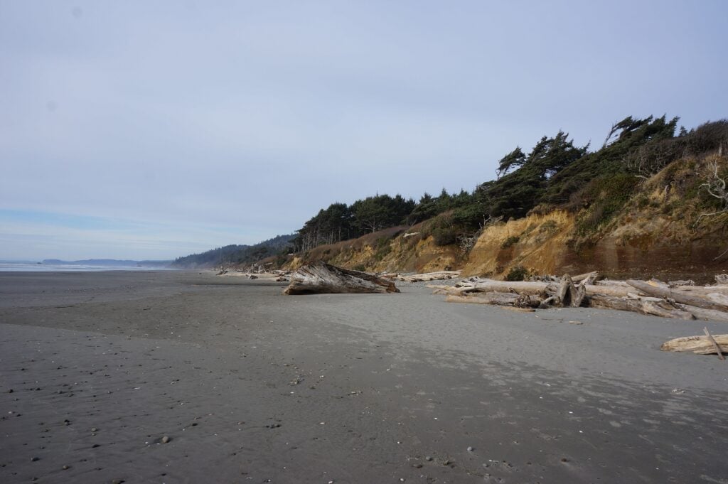 Weathered driftwood logs piled along the beach below forested bluffs at Kalaloch Campground on the Olympic coast