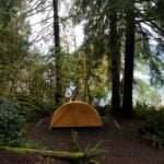 A tent pitched among moss draped old growth trees and ferns near Lake Quinault, the kind of forest where free camping in Washington State happens.