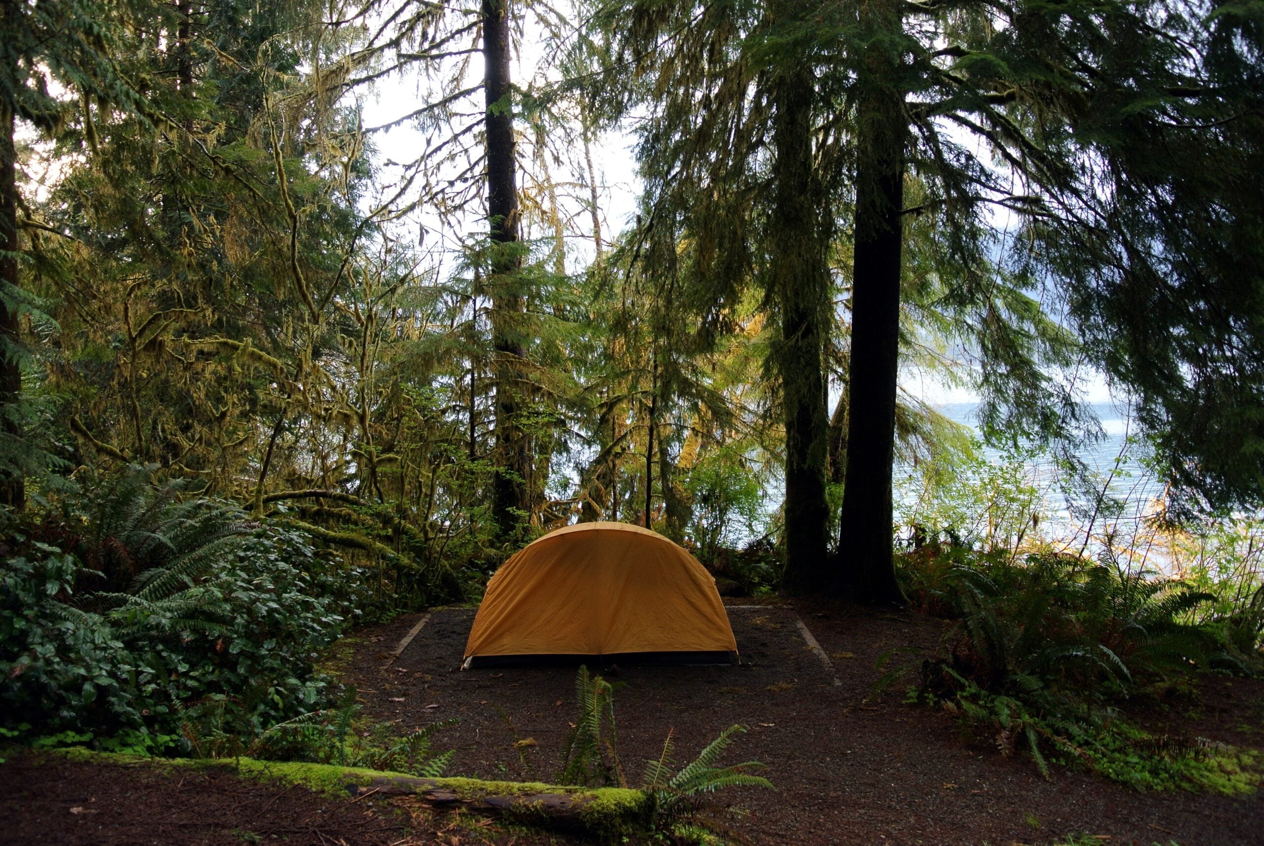 A tent pitched among moss draped old growth trees and ferns near Lake Quinault, the kind of forest where free camping in Washington State happens.