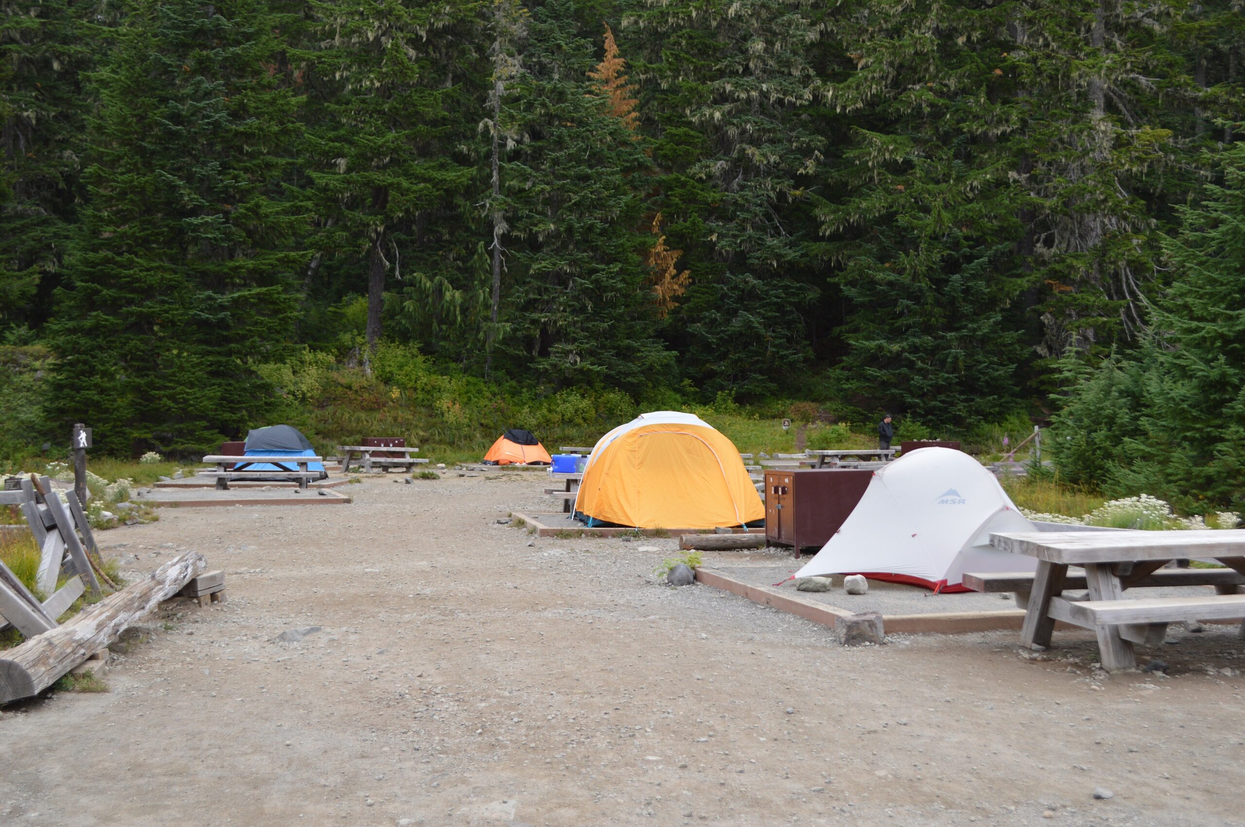 Four tents pitched on raised tent pads at Mowich Lake Campground in Mount Rainier National Park, ringed by dense conifer forest