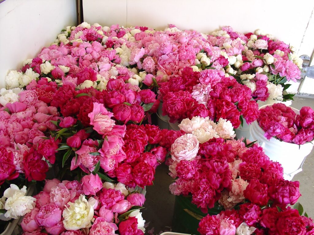 Adeline’s Peonies