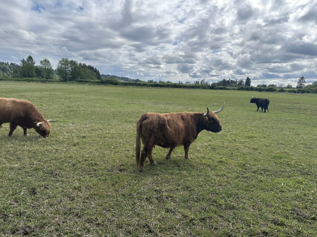 Luckie Farms