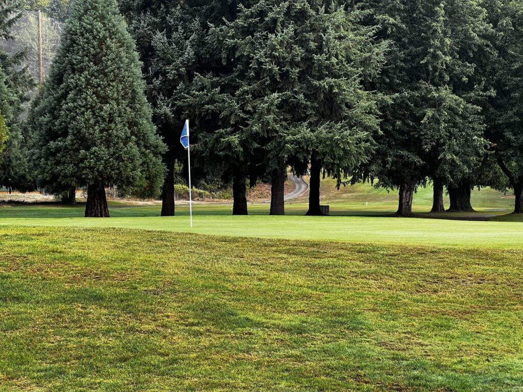 A green and flagstick at Maplewood Golf Course framed by tall evergreens