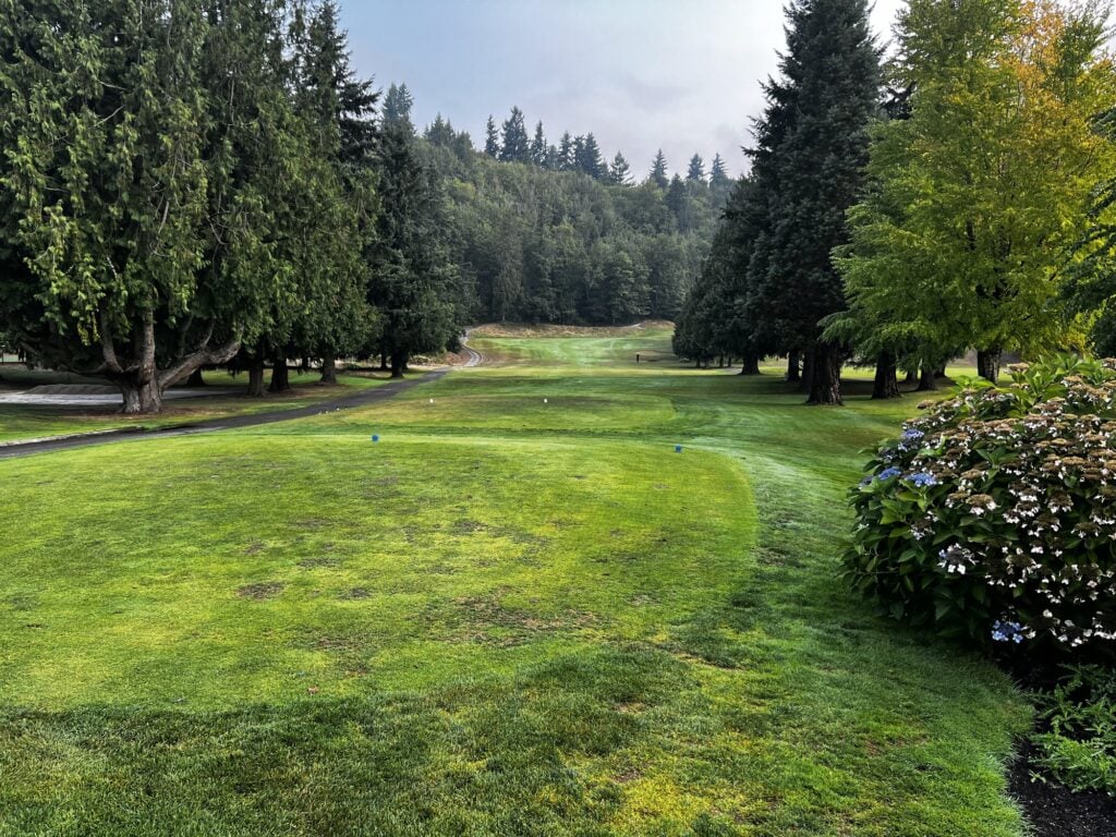 A tee box at Maplewood Golf Course lined with hydrangeas and evergreens