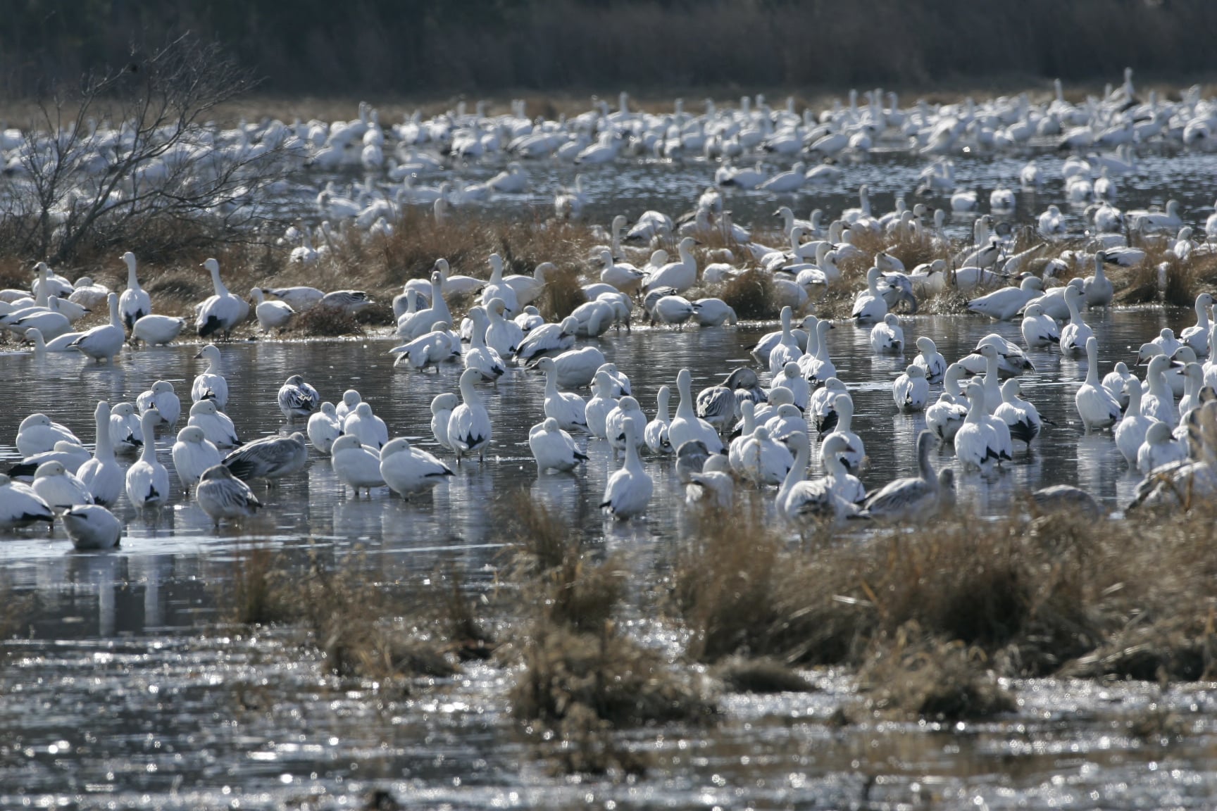 Snow geese resting on a winter wetland