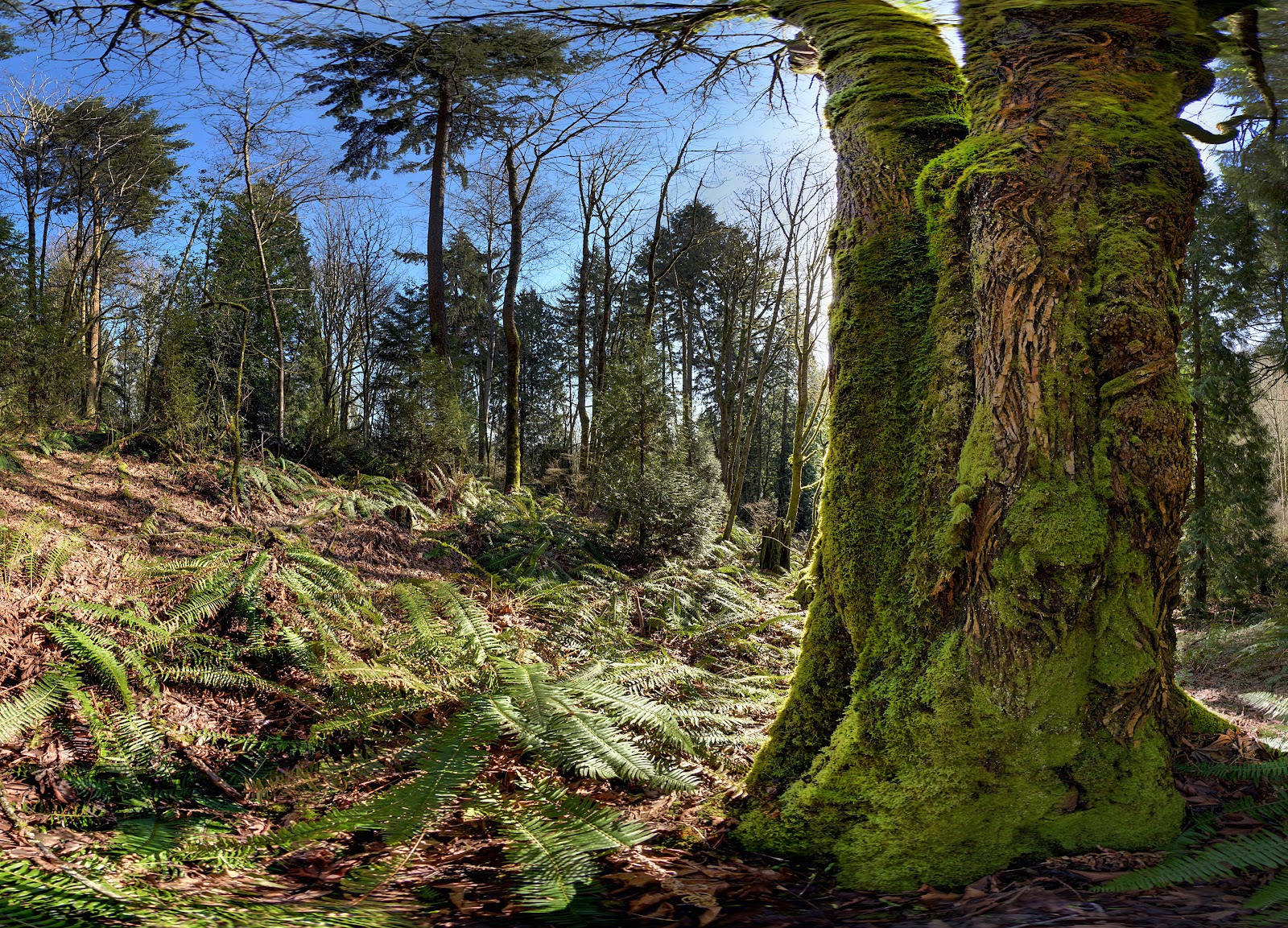North Creek Forest: 64 Acres of Priority Habitat Above I-405