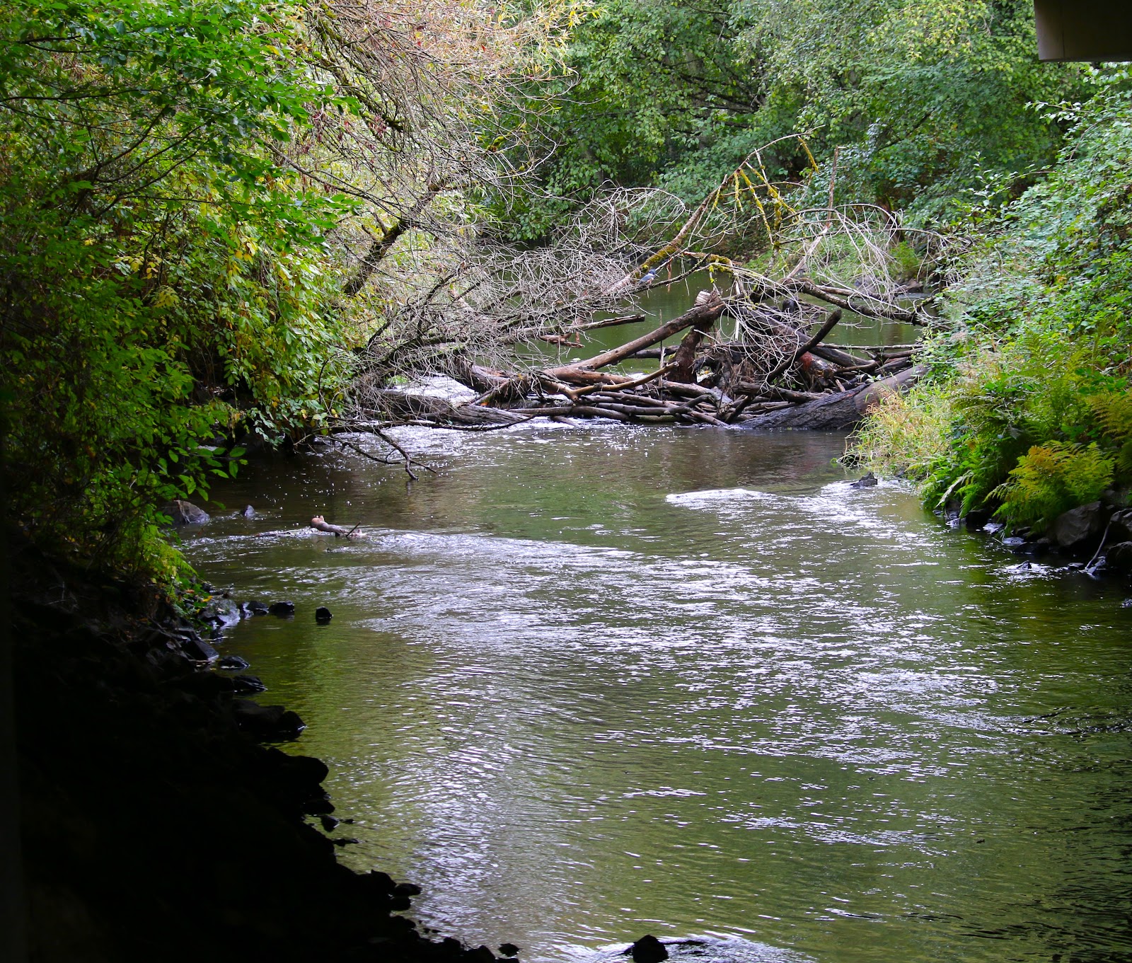 North Creek Wetland at UW Bothell: A Boardwalk Through 58 Restored Acres