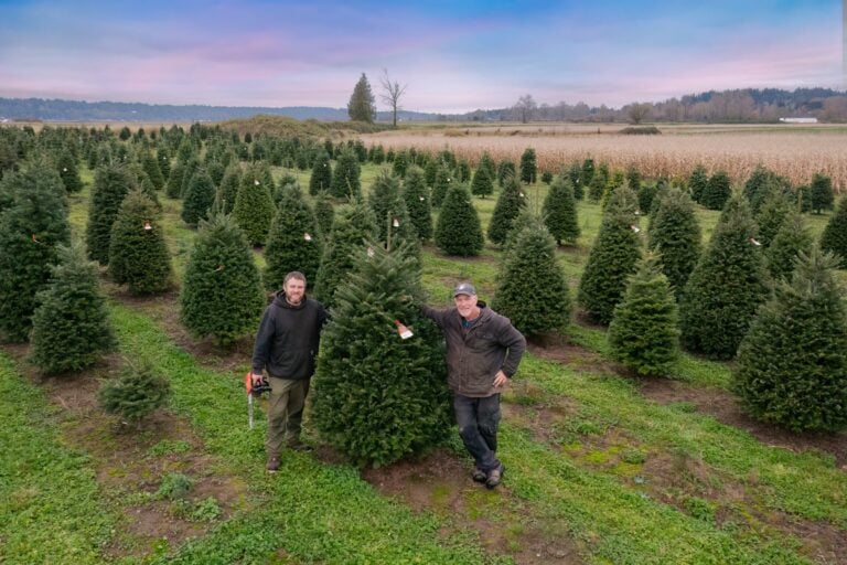 Two men stand beside a tall Christmas tree in the cut your own field at Stocker Farms in Snohomish, Washington, under a pink dusk sky