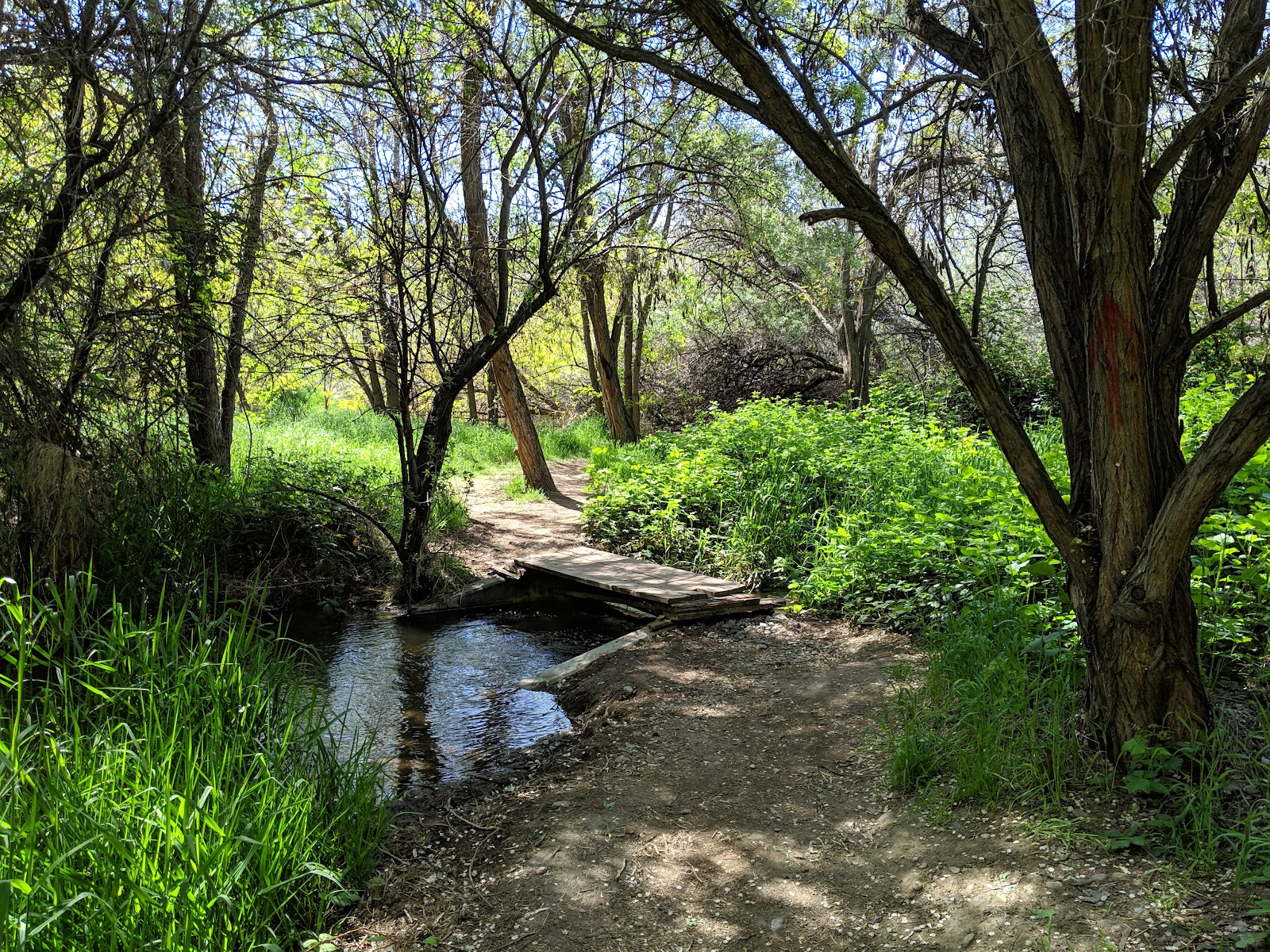Zintel Canyon Greenway: A Wetland Ravine in the Middle of Town