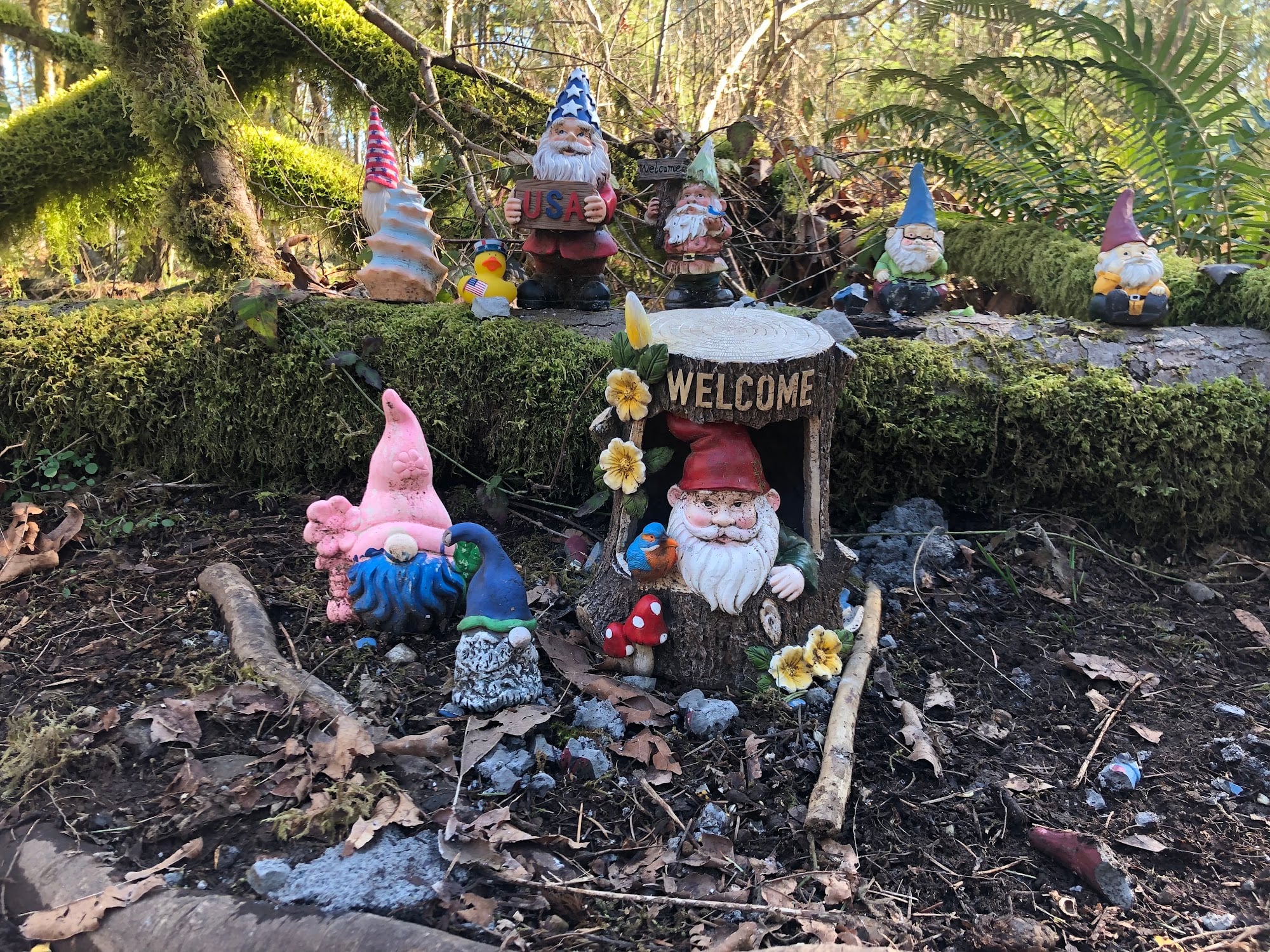 The Gnome Trail: A 0.7 Mile Forest Loop Where Visitors Bring the Gnomes