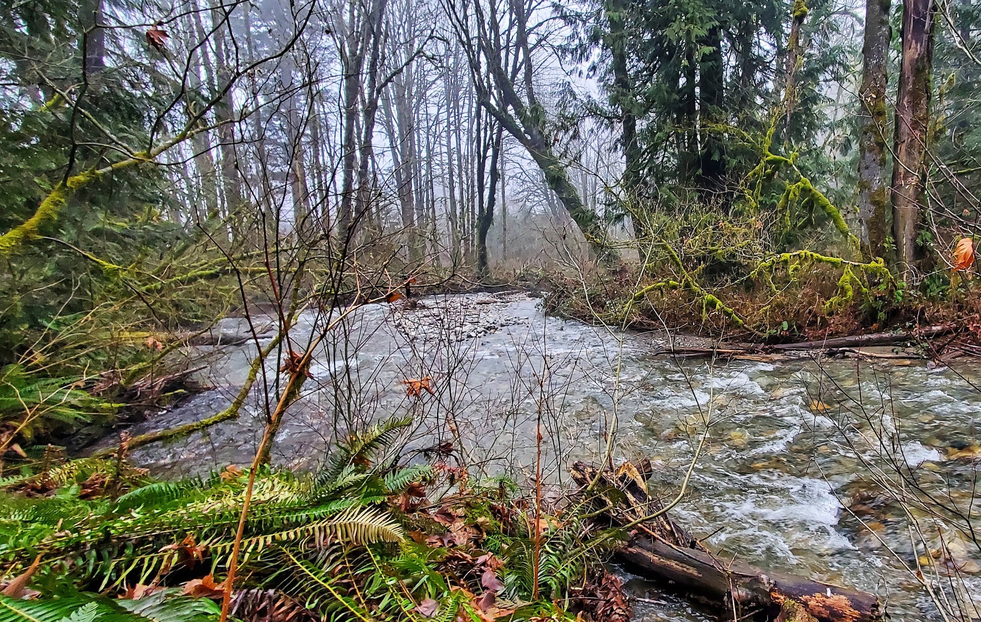 Taylor Mountain Forest: Nearly 30 Miles of Trail Above Holder Creek