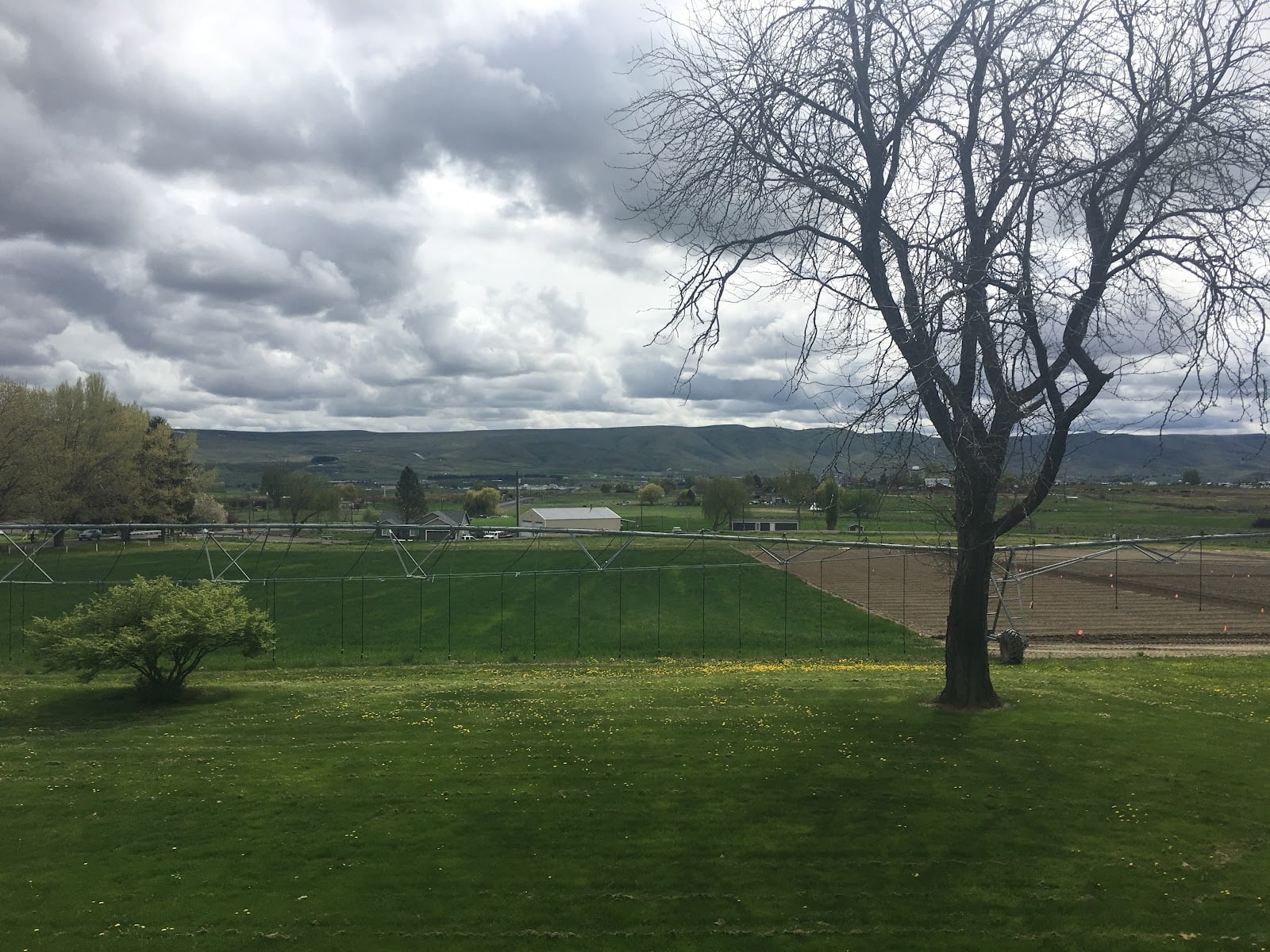 WSU Prosser IAREC: The Research Station Behind the Rainier Cherry