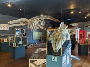 The Whale Museum