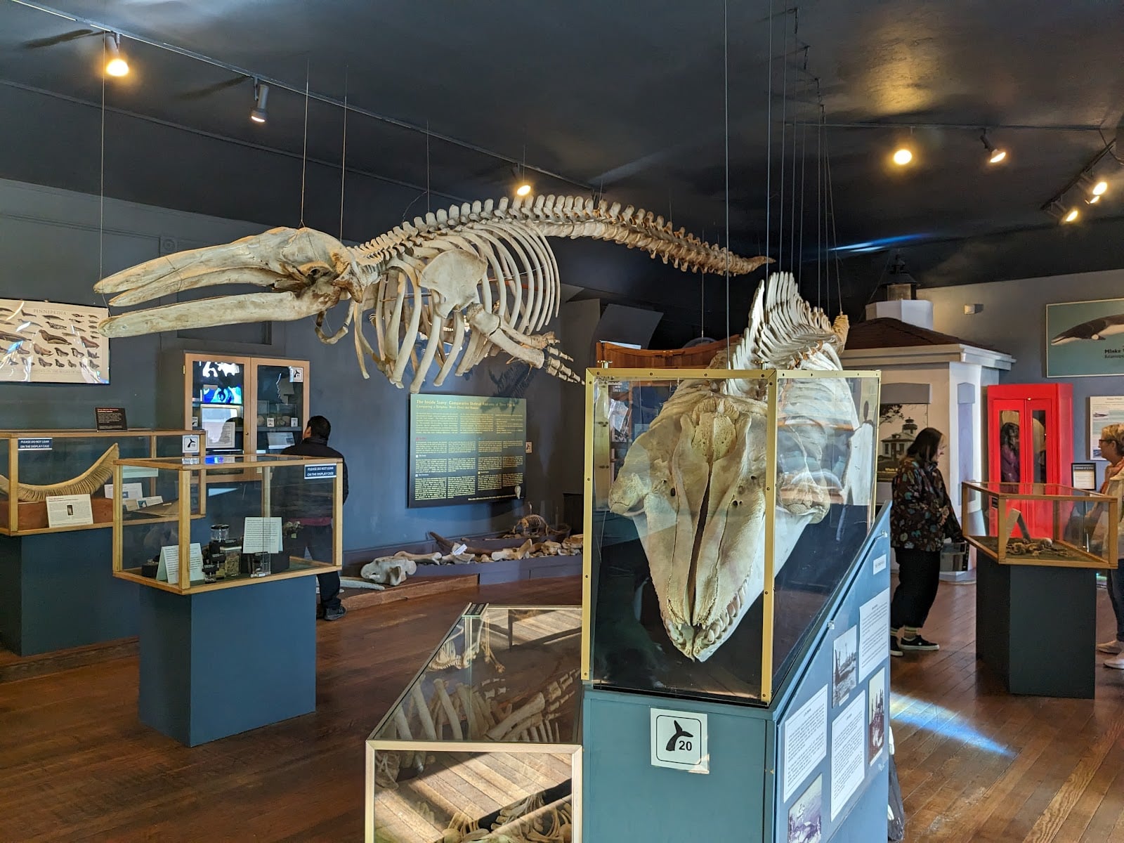 An orca skeleton hanging above exhibits inside The Whale Museum in Friday Harbor
