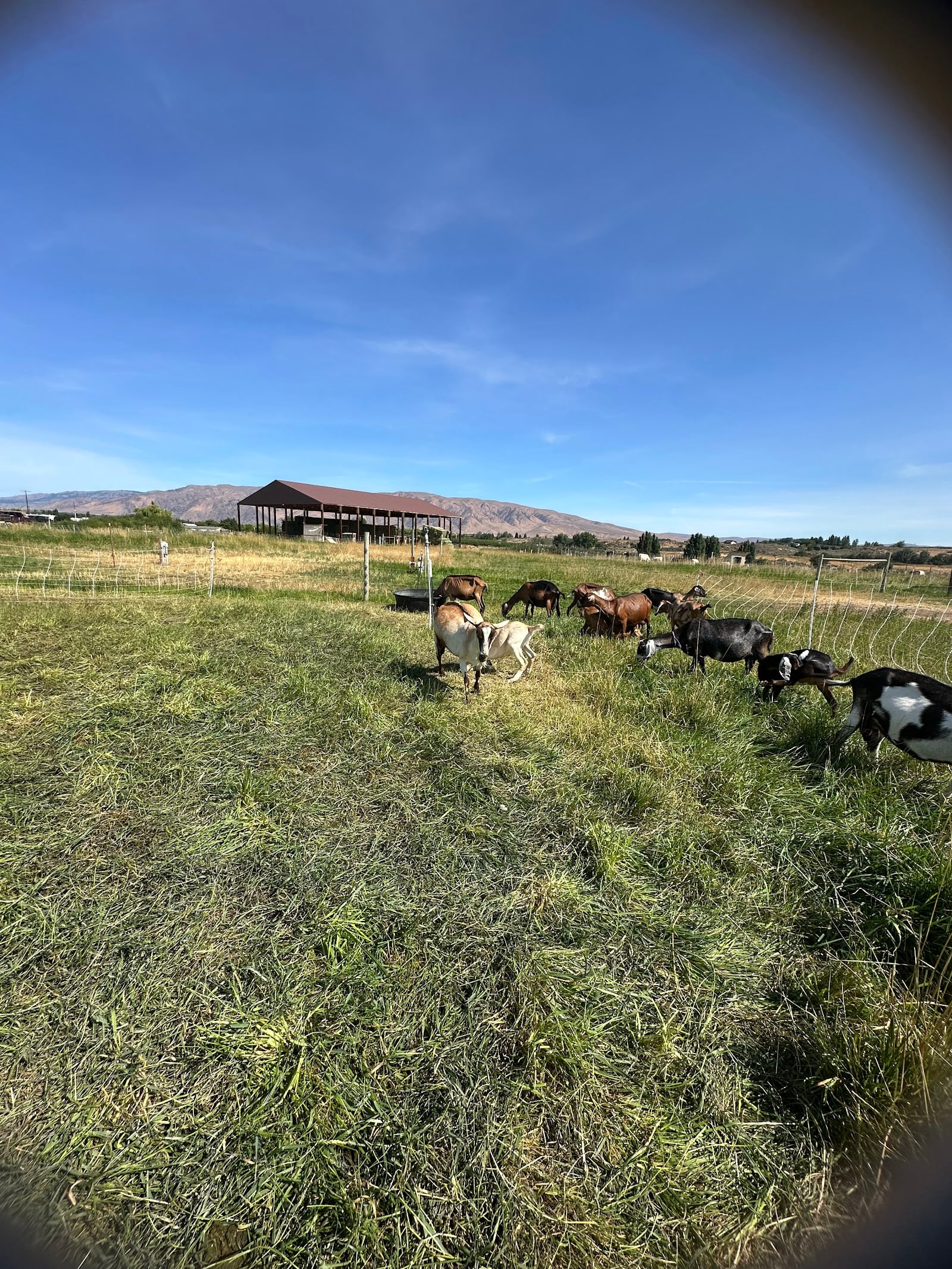 Tieton Farm & Creamery: Cheese from the Orchard Bench
